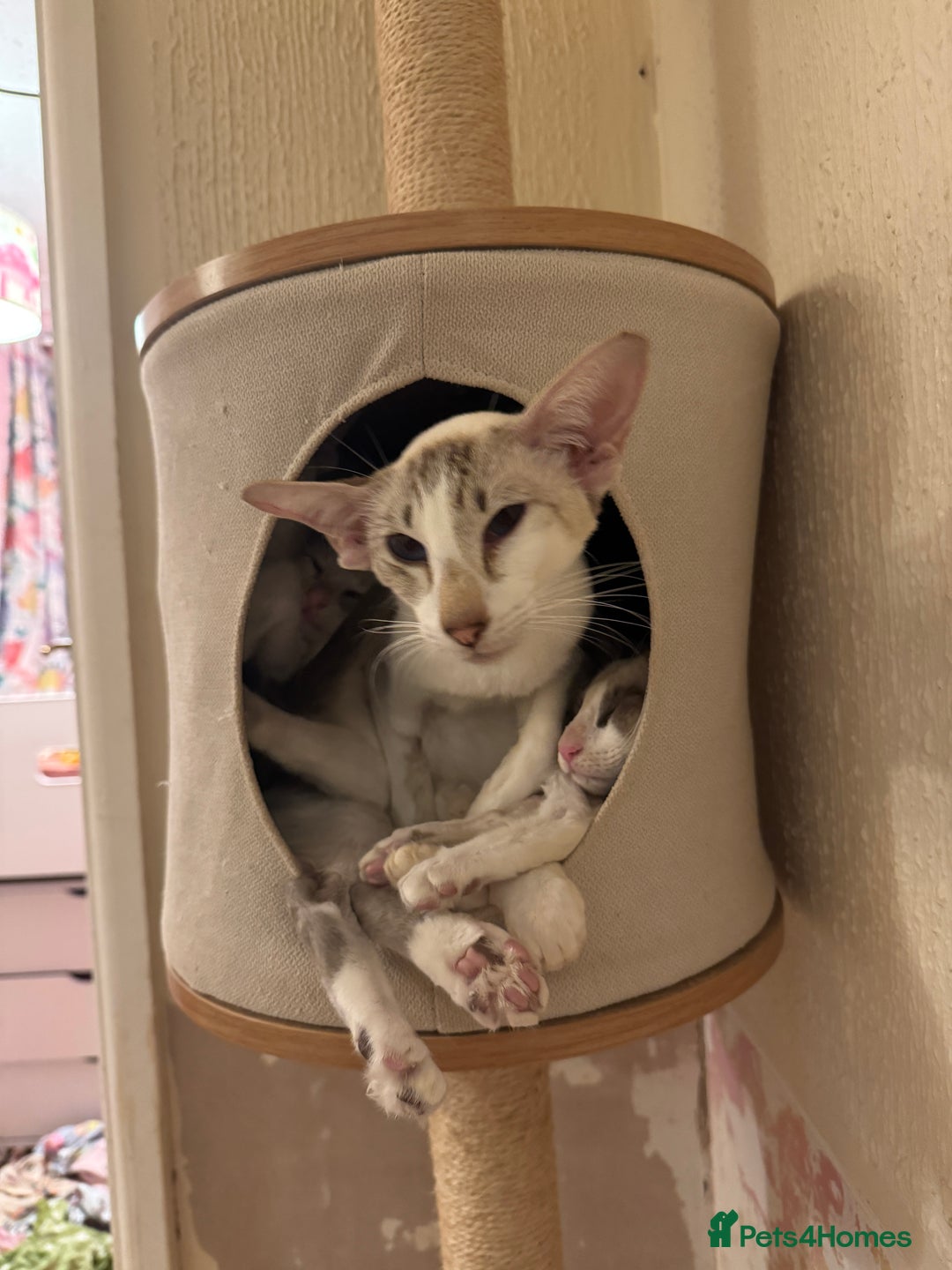 Oriental cats for sale: Siamese, Balinese and POLH bicolours - Advert 6