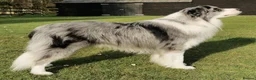 Border Collie dogs for sale: Fully Health Tested, KC registered puppies due in London - Advert 6