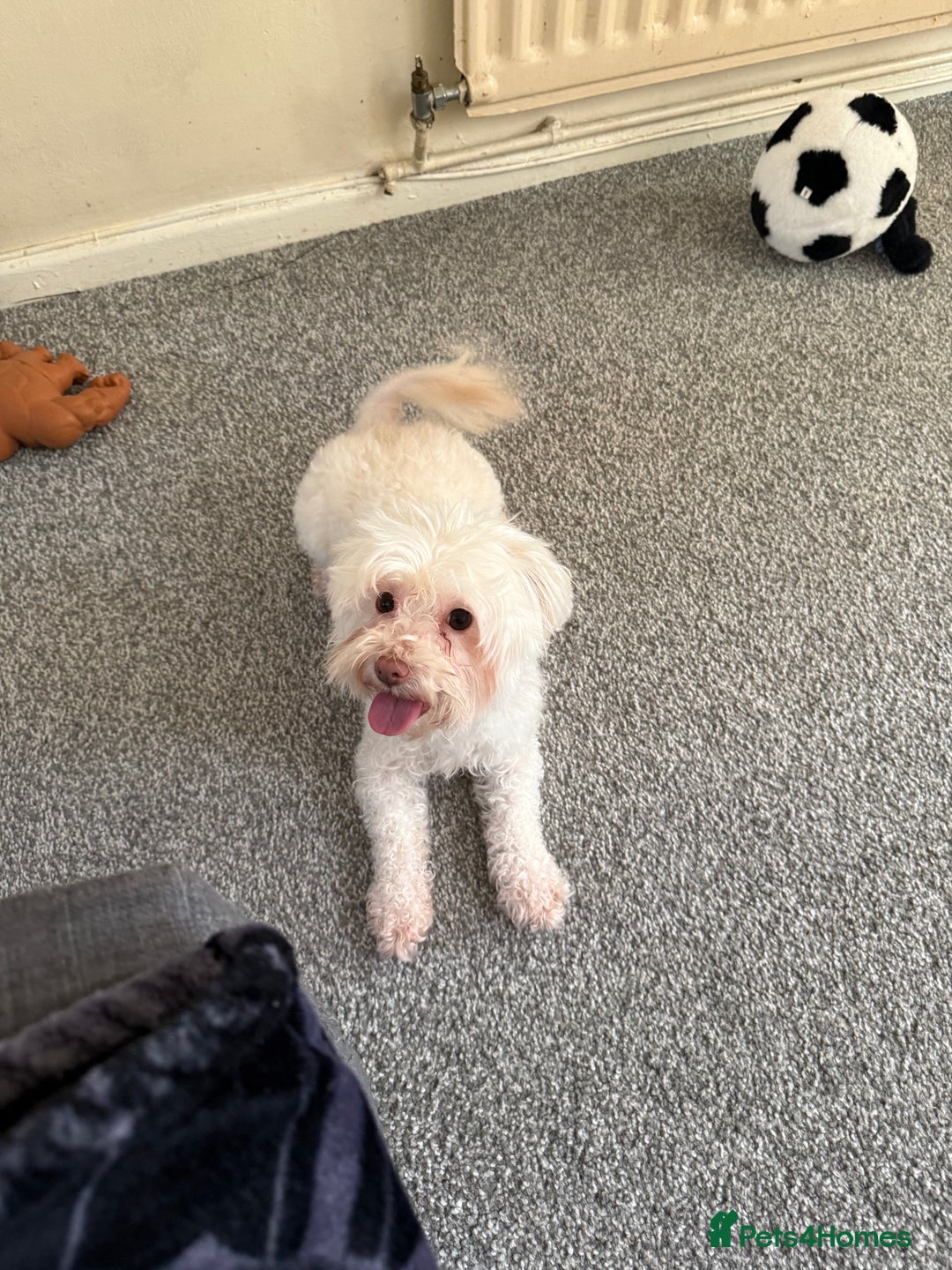 Bichon Frise dogs for sale: Bella  - Advert 2