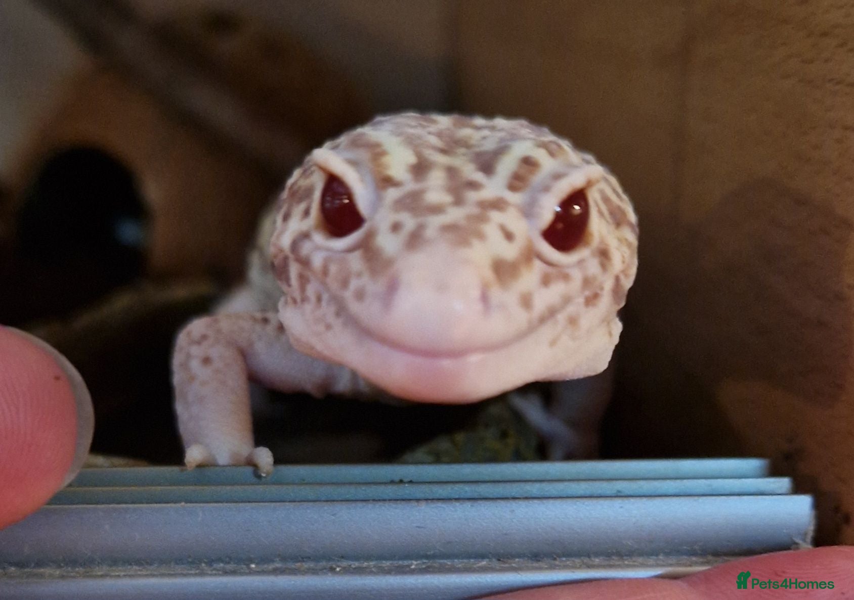 Mixed Breed reptiles Spotted pythons, royal python and leopard gecko - Advert 1