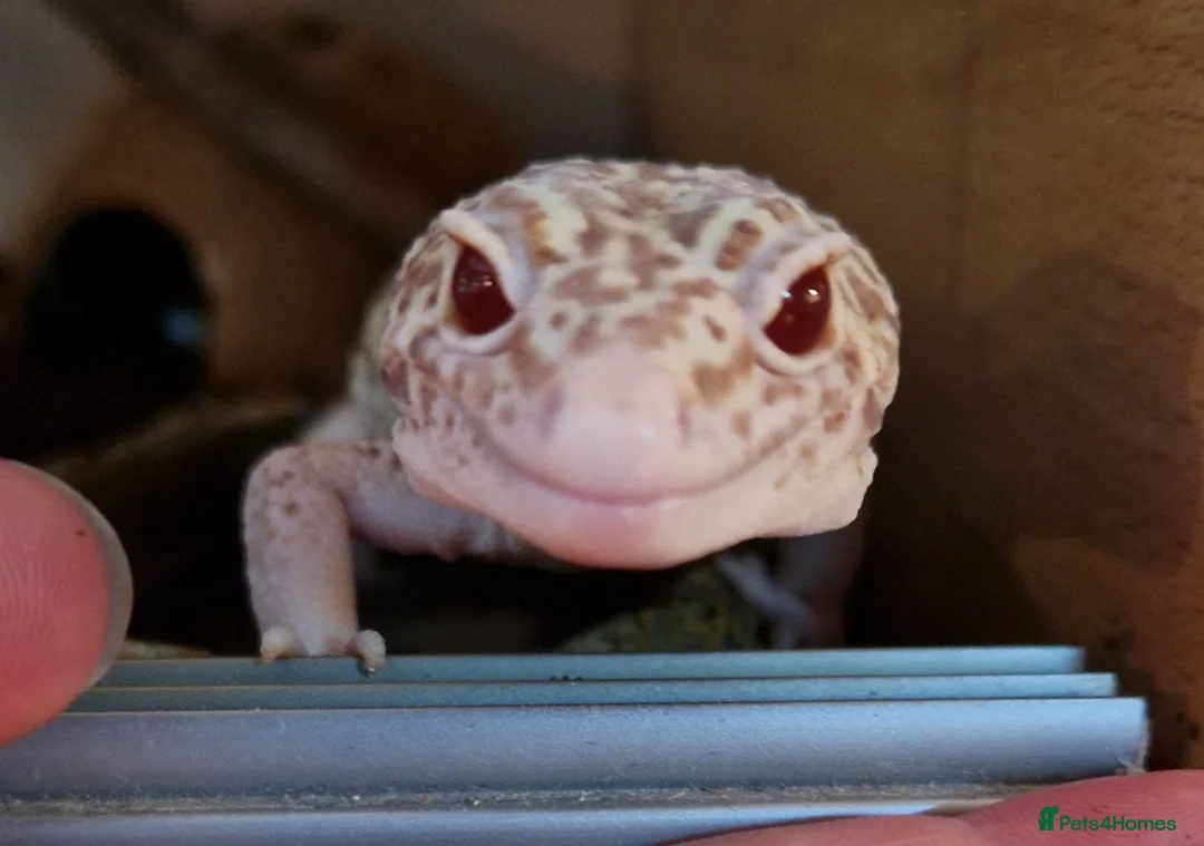 Mixed Breed reptiles for sale: Spotted pythons, royal python and leopard gecko - Advert 1