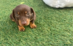 Dachshund dogs for sale: Dachshund Puppies - Image 12