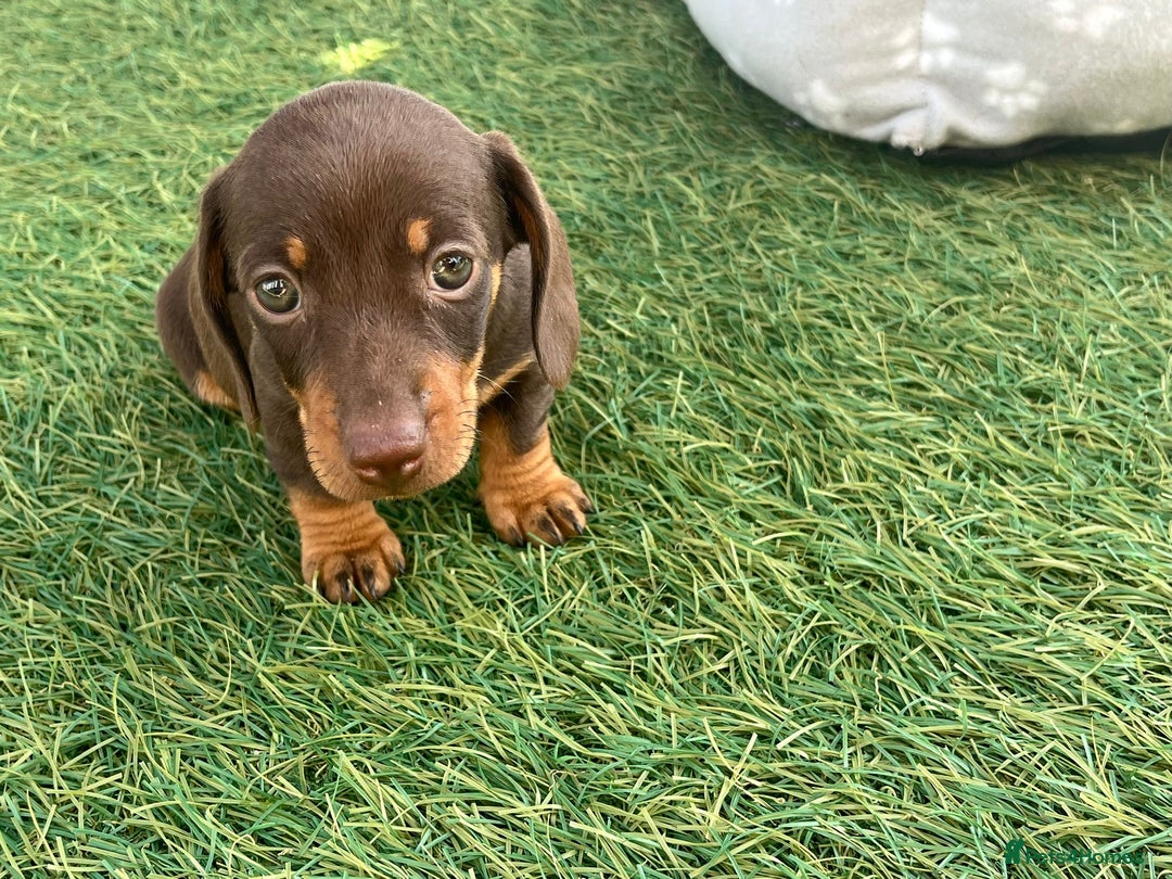 Dachshund dogs for sale: Dachshund Puppies - Image 12