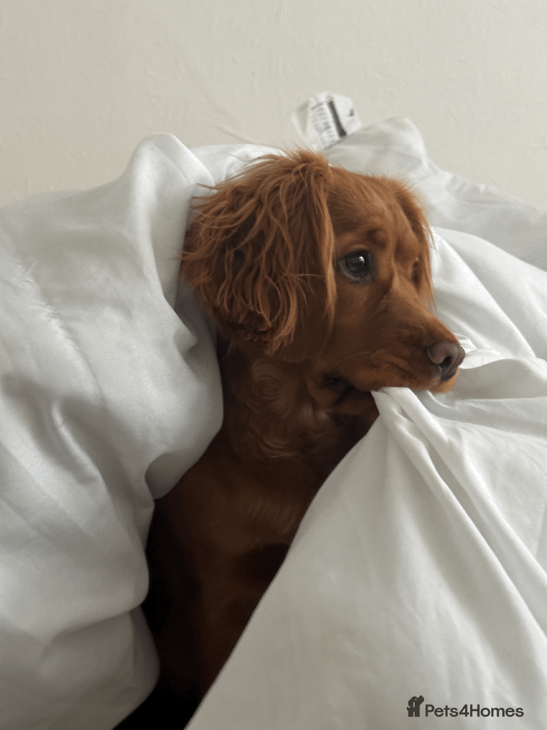 Cocker Spaniel dogs for sale: Pedigree Cocker Spaniel Puppies - Due Sept - Image 11