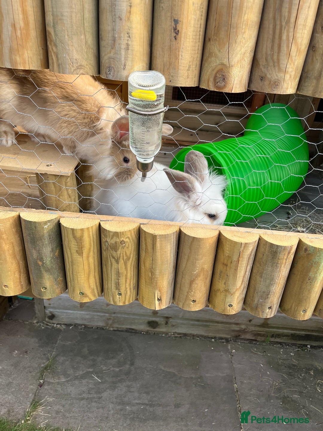 Lionhead rabbits for sale: 2 Lionhead rabbits  - Image 2