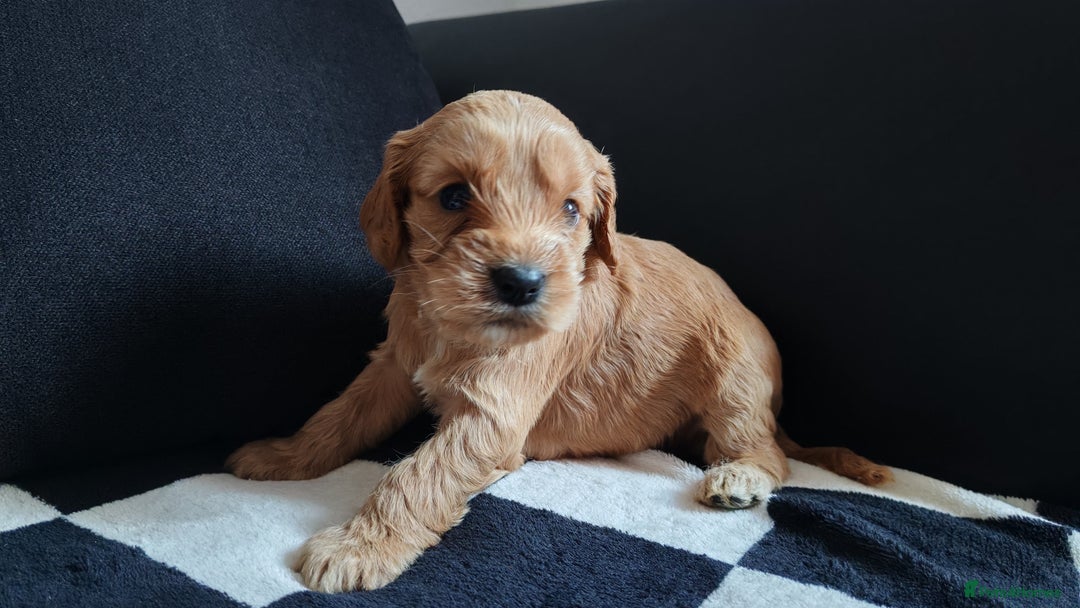 Cockapoo dogs for sale: Beautiful Phantom cockerpoo puppies  - Image 7