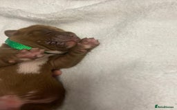 Mixed Breed dogs for sale: Dogue de bordeaux x staff puppies  - Image 15