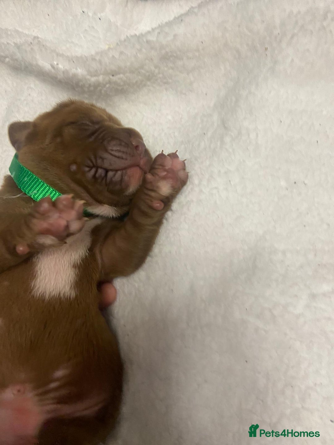 Mixed Breed dogs for sale: Dogue de bordeaux x staff puppies  - Image 15