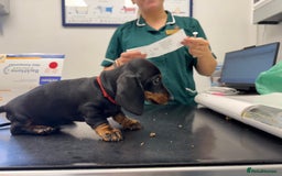 Miniature Dachshund dogs for sale: 🐾Ready to go!!! Reduced KC, Puppies.🐾 - Image 11