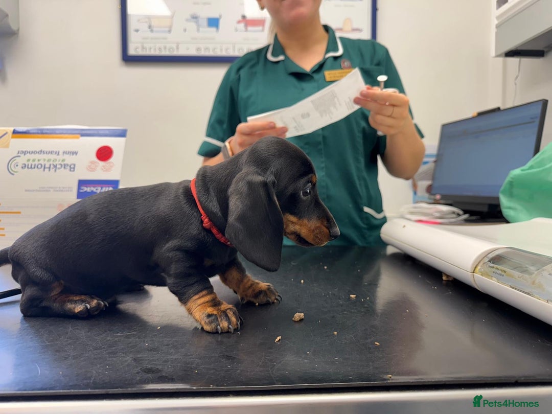 Miniature Dachshund dogs for sale: 🐾Ready to go!!! Reduced KC, Puppies.🐾 - Image 11