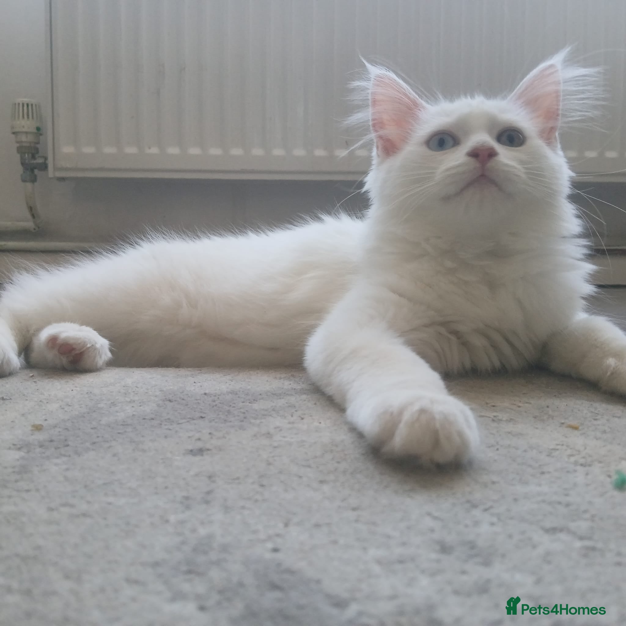 Mixed Breed cats Unique fluffy kitten for sale 😍  - Advert 1