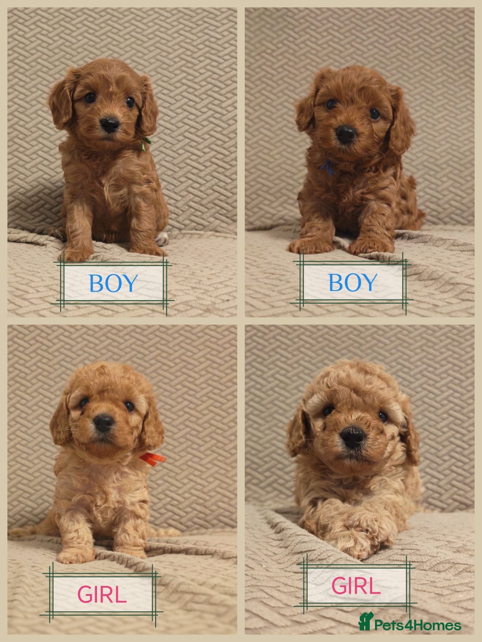 Cavapoo dogs Gorgeous Cavapoo Boy & Girl Available  - Advert 1