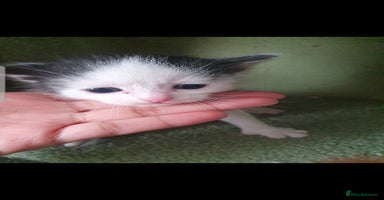 Mixed Breed cats - Advert 16