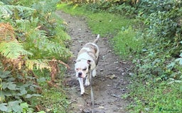 American Bulldog dogs for sale: Rescue Ozzy  - Image 12