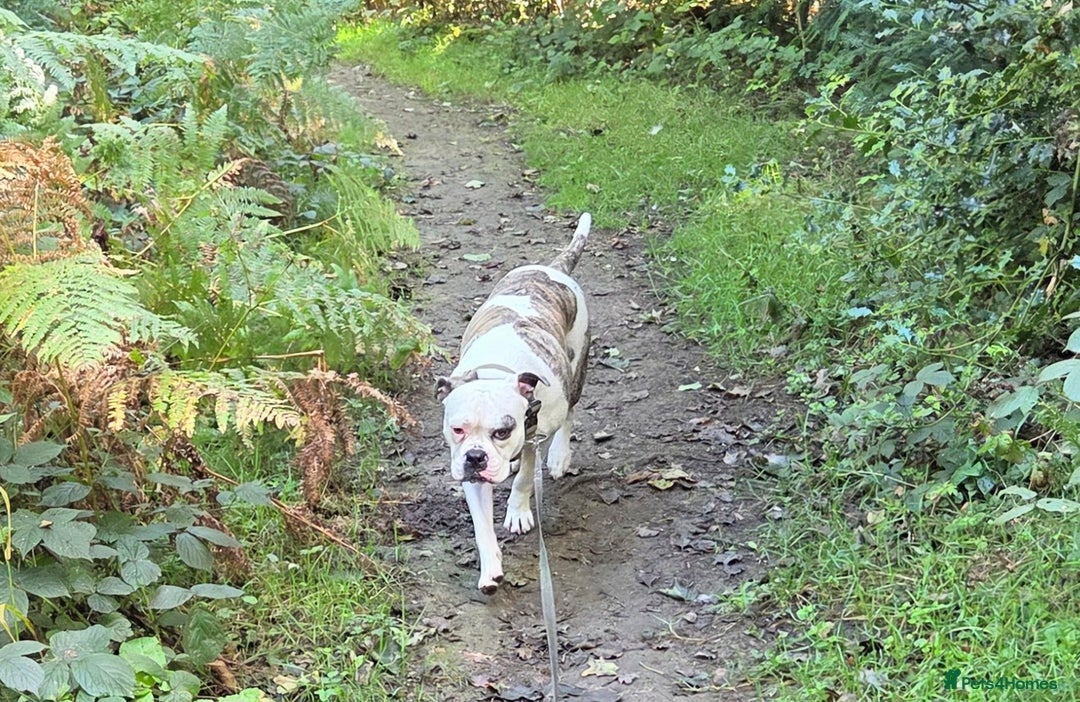 American Bulldog dogs for sale: Rescue Ozzy  - Image 12