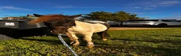Shetland pony horses for sale: Shetland pony  - Advert 6