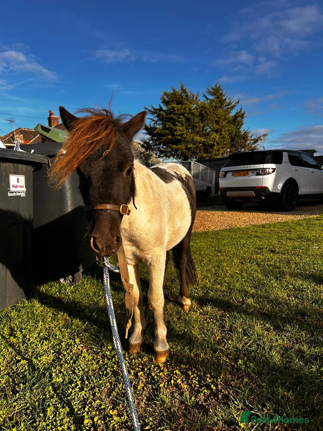 Shetland pony horses for sale: Shetland pony  - Advert 6