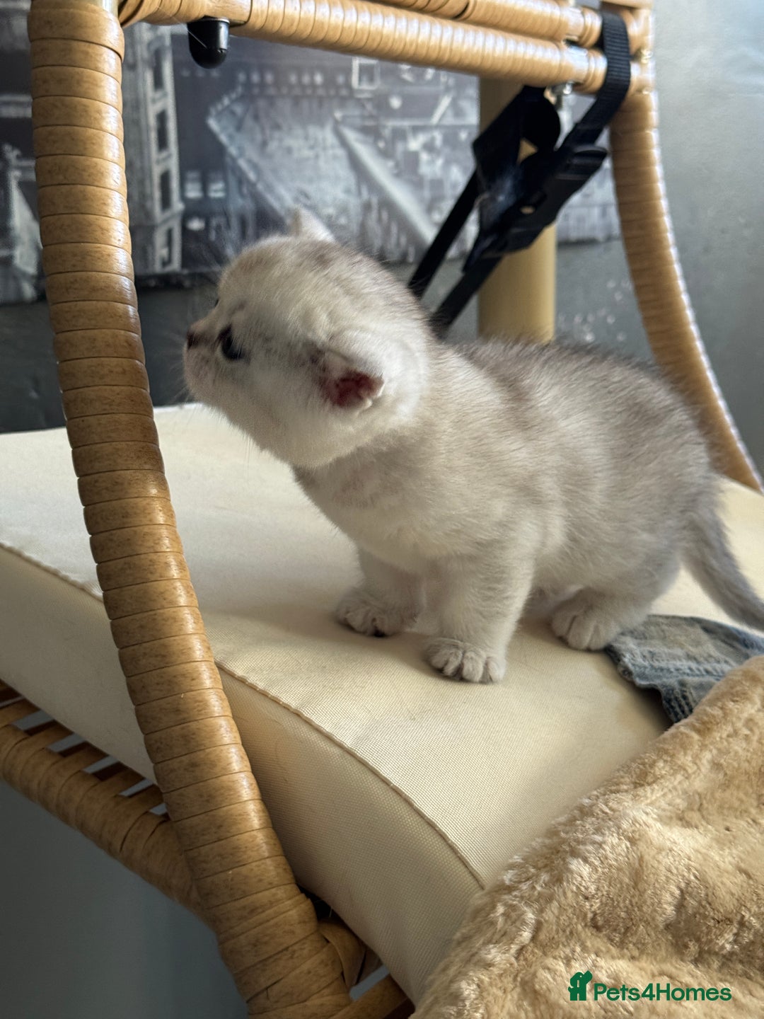 British Shorthair cats for sale: 2 Outstanding BSHLitter Chinchilla &Classic Lines) - Advert 33