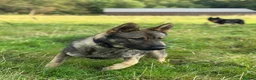 German Shepherd dogs for sale: Elite DDR German Shepherd - World-Class Pedigree  - Advert 37