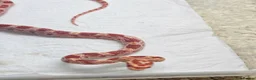 Corn Snake reptiles for sale: Corn snake  in Leicester - Advert 30
