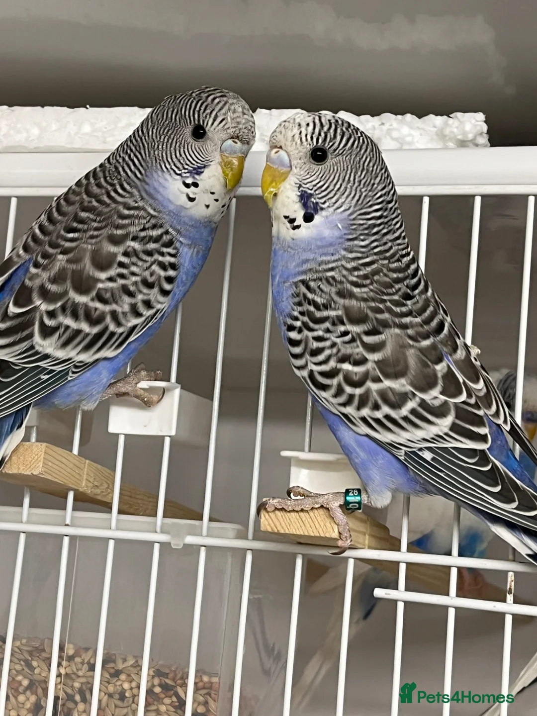 Budgerigars birds for sale: Budgie chicks  - Advert 3