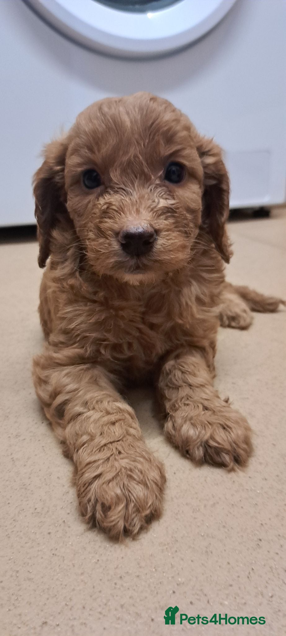 Cockapoo dogs 3 cuddly girl cockapoos - Advert 1