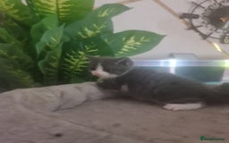 Mixed Breed cats for sale: Stunning  kittens looking  4 new home - Image 17