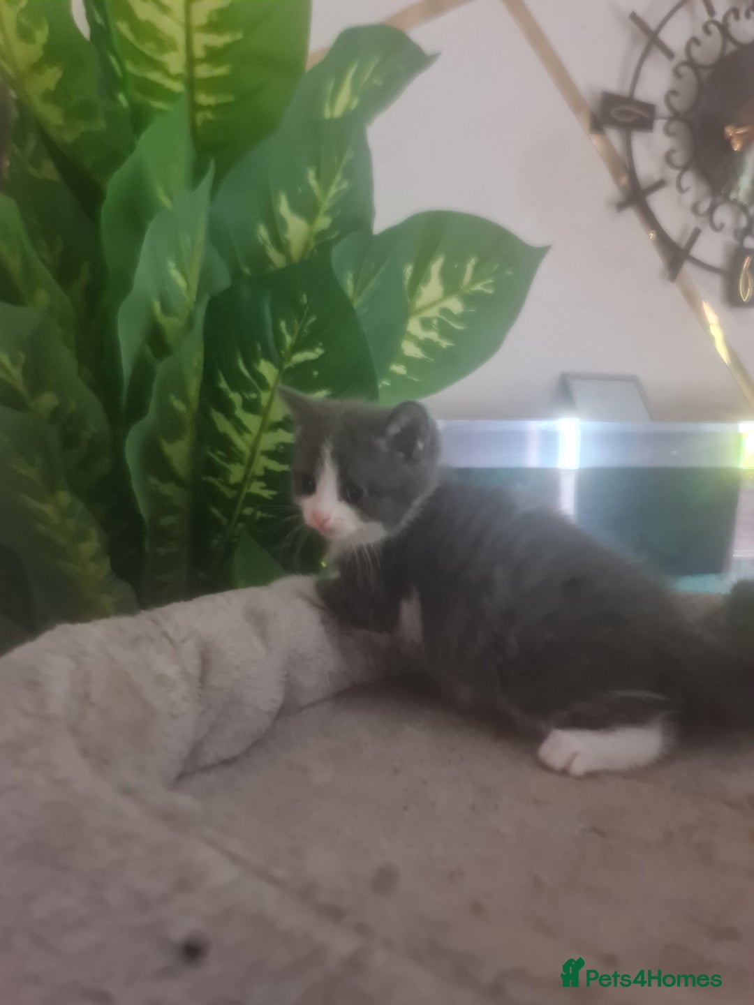 Mixed Breed cats for sale: Stunning  kittens looking  4 new home - Image 17