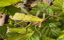 Stick Insects invertebrates for sale: Live stick insects and eggs - Image 7