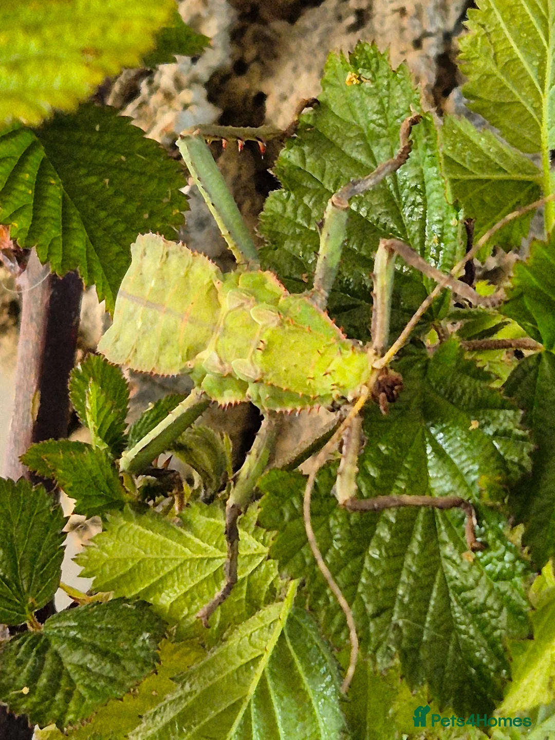 Stick Insects invertebrates for sale: Live stick insects and eggs - Advert 8