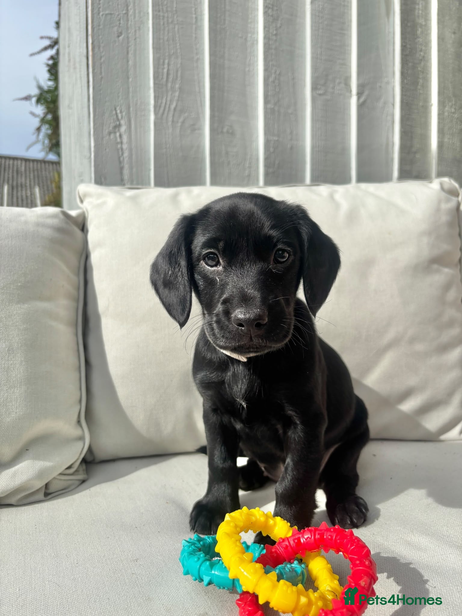 Cockerdor dogs 1 available Beautiful Cockerdor Puppies - Advert 2