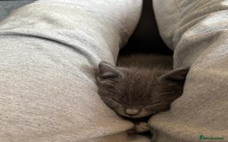 Mixed Breed cats for sale: Gorgeous Half ragdoll kittens - Image 8