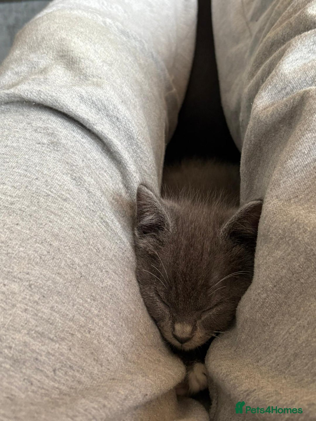 Mixed Breed cats for sale: Gorgeous Half ragdoll kittens - Image 8