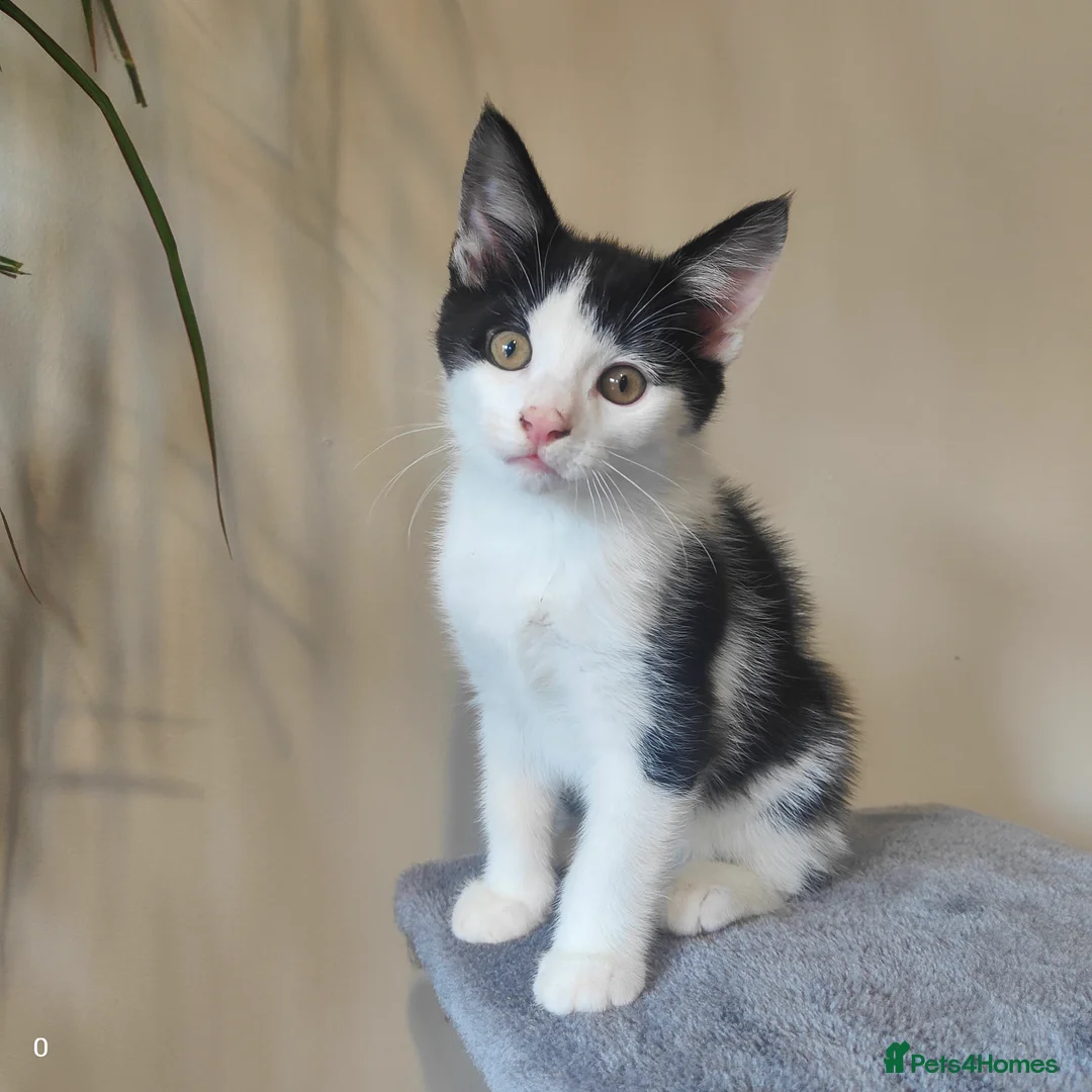 Mixed Breed cats for sale: Last Maine coon cross boy ready for forever home  - Advert 2