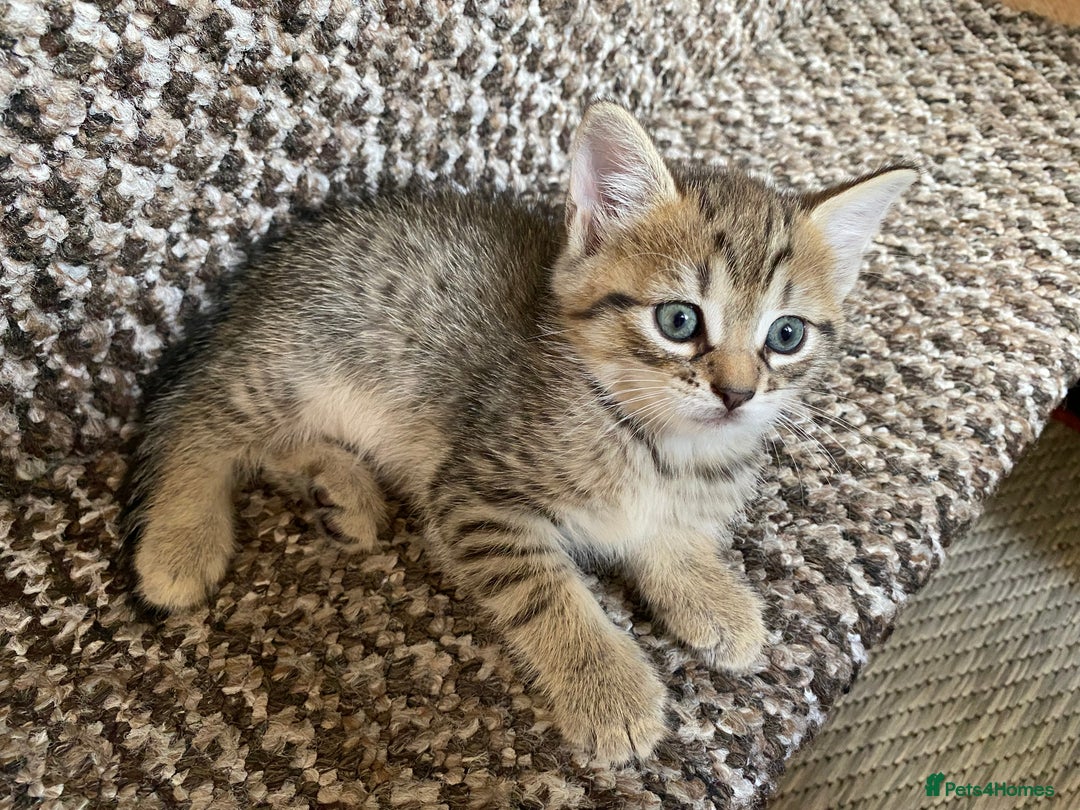 Mixed Breed cats for sale: Four gorgeous kittens  - Image 25