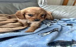 Cavapoo dogs for sale: Adorable cavapoo pups  - Advert 7