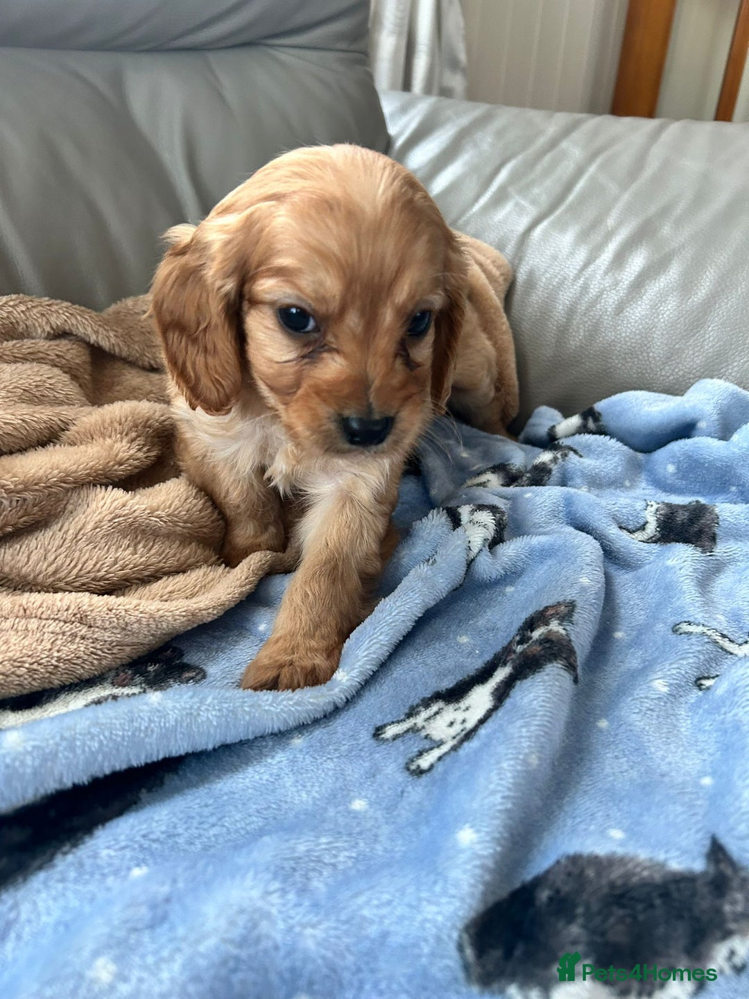 Cavapoo dogs for sale: Adorable cavapoo pups  - Advert 7