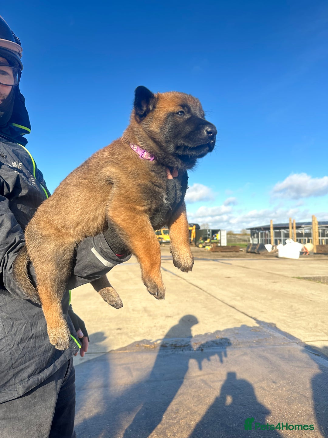 Belgian Shepherd Dog dogs for sale: 🐾🐾 BELGIUM MALINOIS 🐾🐾  - Image 7