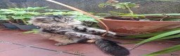 Mixed Breed cats for sale: Beautiful & friendly Ragdoll/Maine Coon siblings - Advert 8