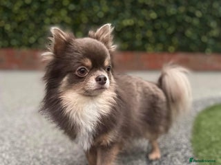 Chihuahua dogs in Washington - Advert 2