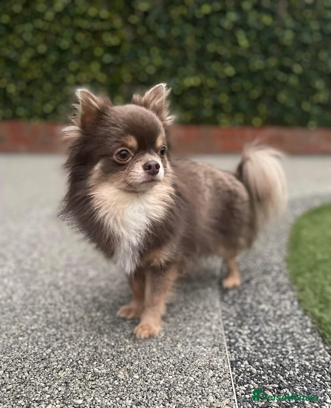 Chihuahua dogs for stud: Kc Long Coat Lilac Tri Chihuahua Well Proven Stud in Washington - Advert 1