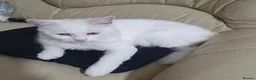 Turkish Angora cats for sale: Pure white turkish angora cat  - Advert 3