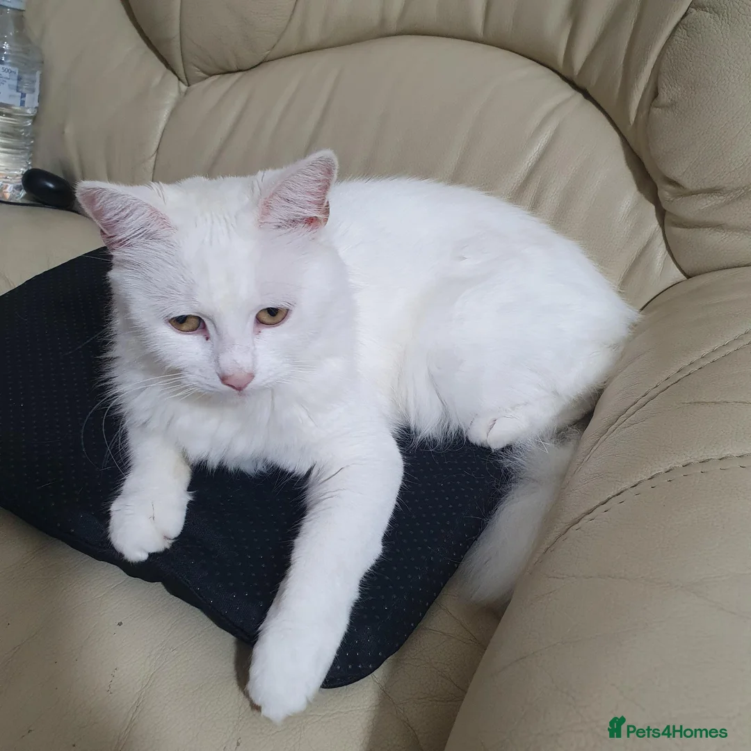 Turkish Angora cats for sale: Pure white turkish angora cat  - Advert 3