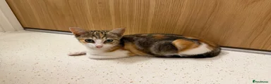 Gerbil