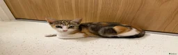 Domestic Shorthair cats for sale: domestic short hairs in Denbigh - Advert 4
