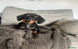 Miniature Dachshund dogs for sale: Just 1 left! KC registered miniature dachshund  - Image 4
