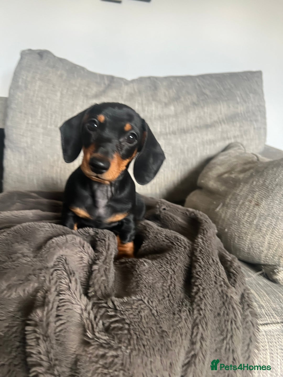 Miniature Dachshund dogs for sale: Just 1 left! KC registered miniature dachshund  - Image 4