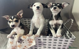 Mixed Breed dogs for sale: Puppies looking for forever homes 🐾 in Wrexham - Image 2