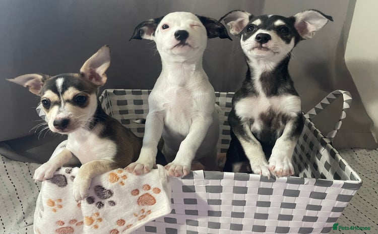 Mixed Breed dogs in Wrexham - Advert 1