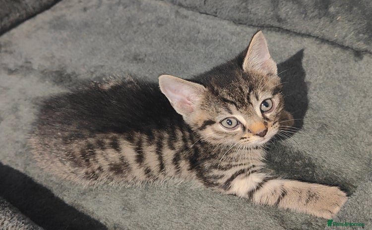 British Shorthair cats for sale - Advert 1
